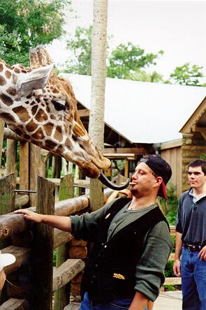 (Image titled: Giraffe grabbing a bisquit at Silver Springs park, Florida.)