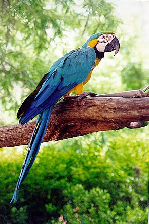 (Image titled: Parrot at Silver Springs park, Florida)