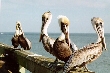 (Photo of pelicans)